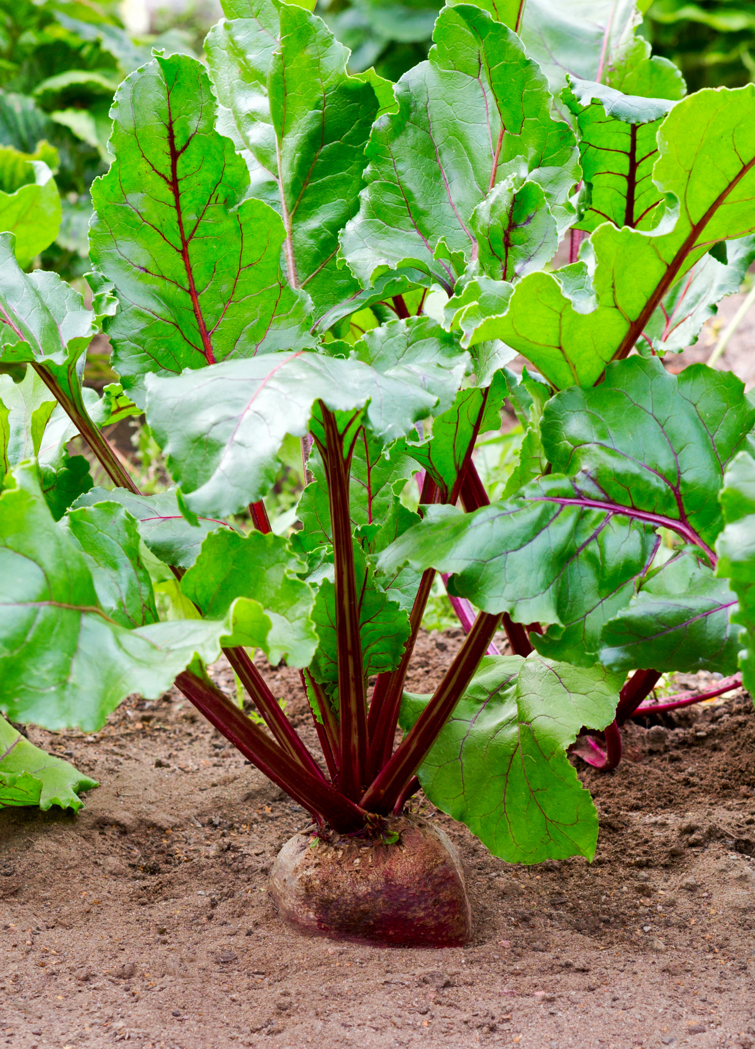 Natural_Beetroot_Growing_Out_Of_The_Ground